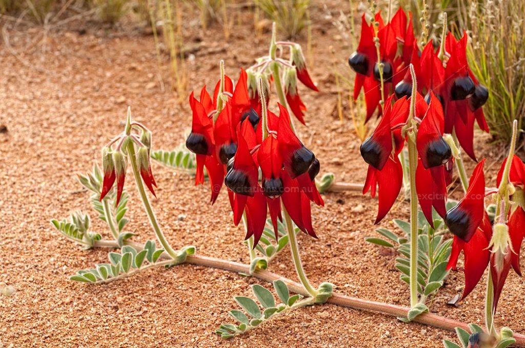 Swainsona formosa or Sturt's Desert Pea growing in a desert location, outback NSW, Australia.