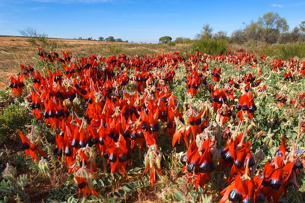 Photograph of a small area of Australian native wildflowers carpeting the ground. Swainsona formosa