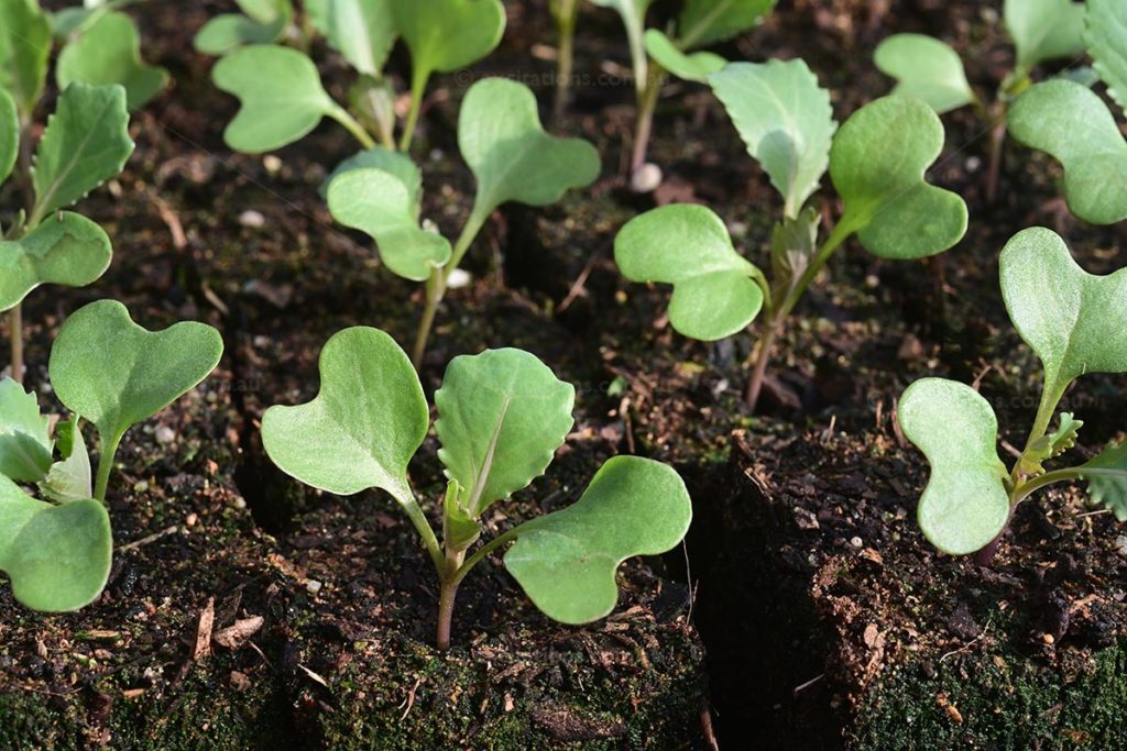 Closeup of young cabbage seedlings in soil-blocks for an article on Vegan Living