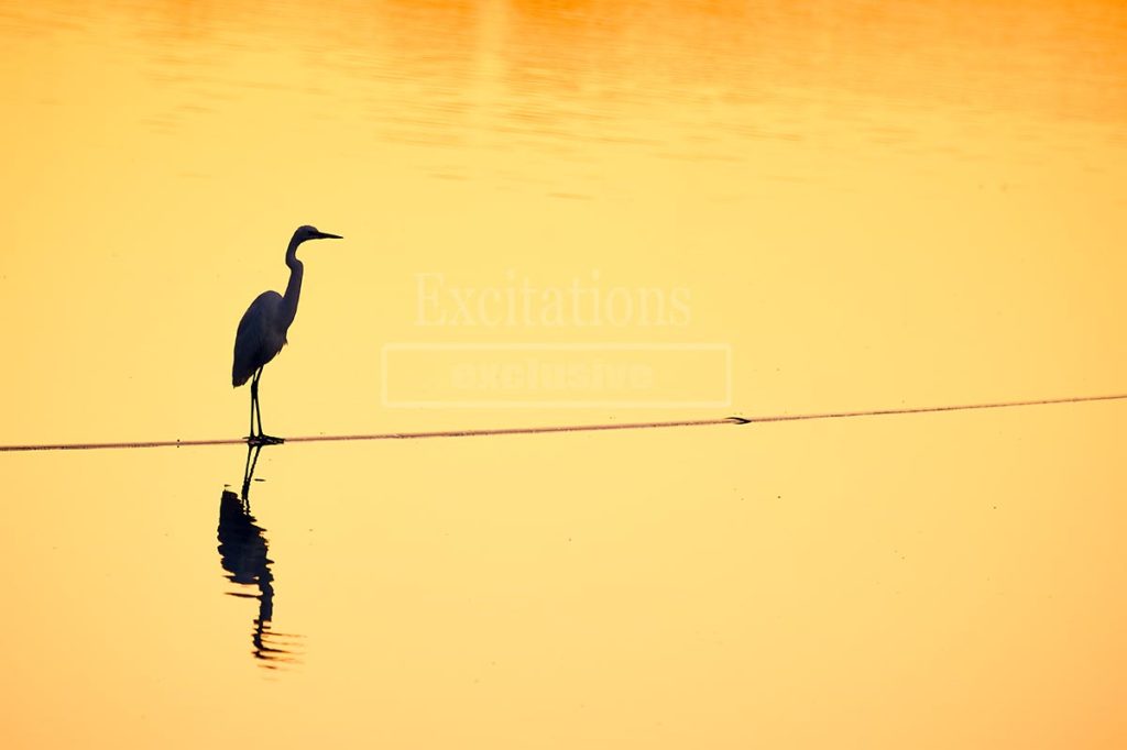 Silhouette of Eastern Great Egret standing on a pipe with a background of golden water from late afternoon light. For a blog post on outback photography.au about a fairer way to license stock photos