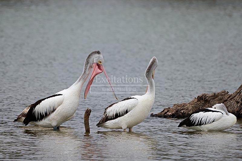 Amusing photo of Pelicans for a blog post about excitations stock archive with cookies