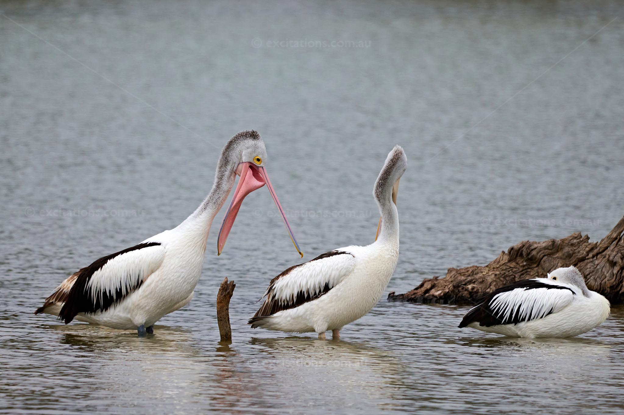 Three Australian pelicans sitting on a log at the waters-edge, on e appear to have a startled look on its face.