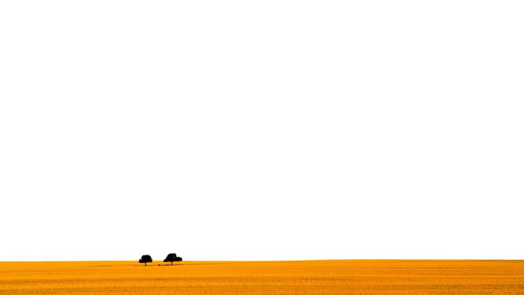 Graphic panoramic photo of golden grain field with two trees in distance