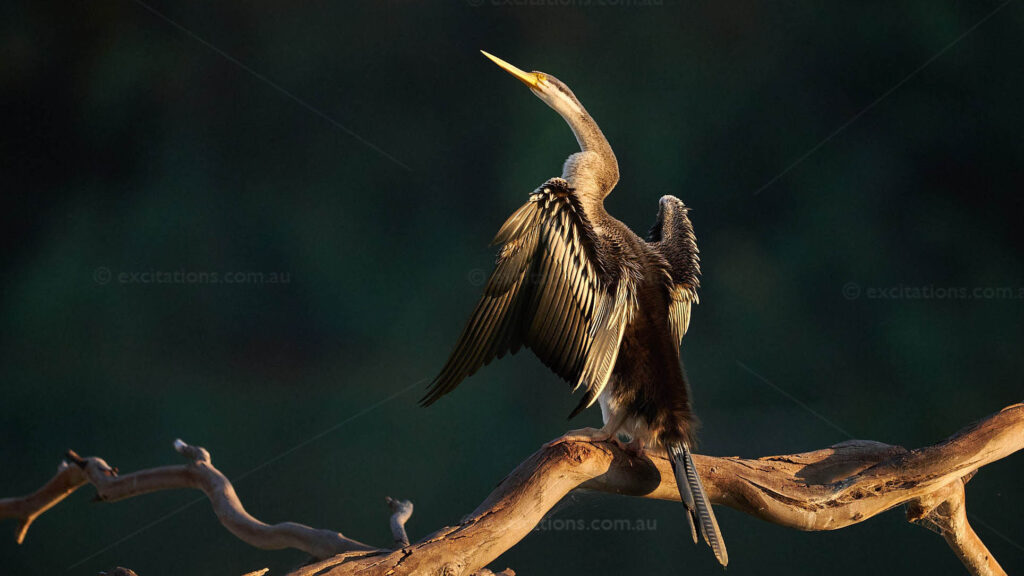 Australasian Darter drying it wings in early morning sun.